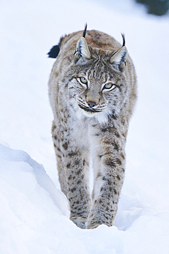 Eurasian lynx (Lynx lynx) walking in the snow, Wildpark Aurach, Kitzbuehl, Tirol, Austria, Europe