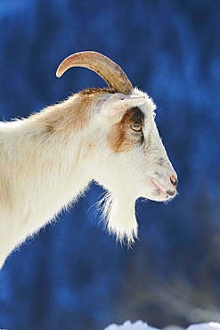 Domestic goat (Capra hircus) portrait, snow, winter in tirol, Kitzbuehel, Wildpark Aurach, Austria, Europe