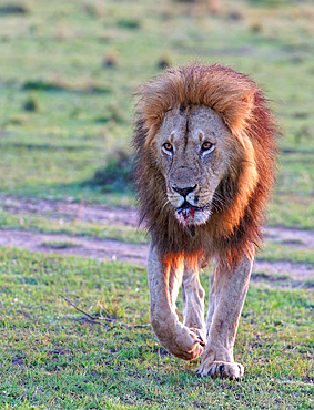 Maned lion (Panthera leo) after sunrise in the grass savannah, Maasai Mara Game Reserve, Kenya, Africa