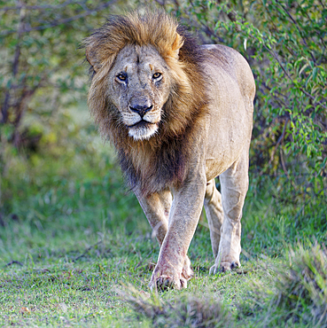 Maned lion (Panthera leo) in the grass savannah, Maasai Mara Game Reserve, Kenya, Africa