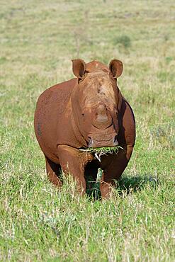 White rhinoceros, white rhino or square-lipped rhinoceros (Ceratotherium simum) covered with red soil, Kwazulu Natal Province, South Africa, Africa