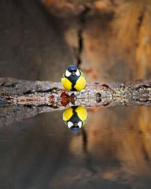 Great tit (Parus major) standing at the edge of a bank, reflecting in the water, looking forward, surrounded by small stones and old foliage, background blurred, Overijssel, Netherlands