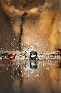 Great tit (Parus major) bathing at the edge of a bank, surrounded by water splashes and drops, middle ground small stones and old leaves, background blurred, Overijssel, Netherlands