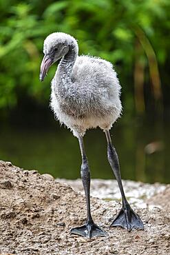 American flamingo (Phoenicopterus ruber) chick, Germany, Europe