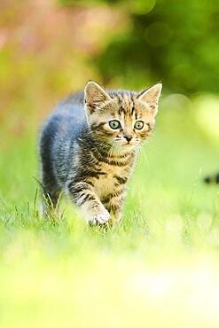 Bengal cat, domestic cat, kitten walking on a meadow, Bavaria, Germany, Europe