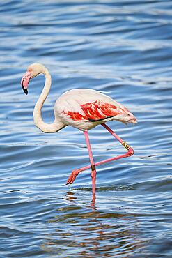 Greater flamingo (Phoenicopterus roseus) walking in the sea, France, Europe