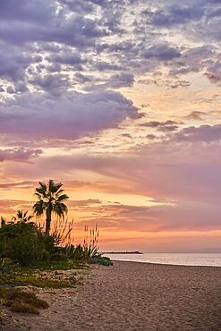 Mexican fan palm (Washingtonia robusta) at sunrise growing on a beach near Tarragona, Catalonia, Spain, Europe