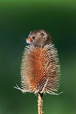 Eurasian harvest mouse (Micromys minutus), adult, on thistle, fruit stand, Surrey, England, Great Britain