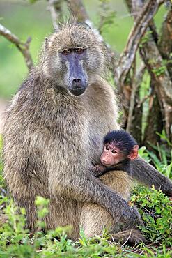 Bear baboon, chacma baboon (Papio ursinus), adult, female, mother, young, baby, social behaviour, relaxed, together, Kruger National Park, South Africa, Africa