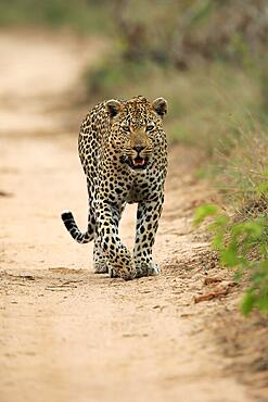 Leopard (Panthera pardus), adult, running, Sabi Sand Game Reserve, Kruger National Park, South Africa, Africa