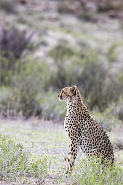 Cheetah (Acinonyx jubatus) . Female. Looking out for prey. Kalahari Desert, Kgalagadi Transfrontier Park, South Africa, Africa