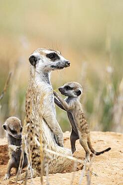 Suricate (Suricata suricatta) . Also called Meerkat. Female with two playful young at their burrow. Kalahari Desert, Kgalagadi Transfrontier Park, South Africa, Africa