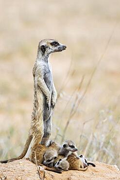 Suricate (Suricata suricatta) . Also called Meerkat. Female with five young at their burrow. On the lookout. Kalahari Desert, Kgalagadi Transfrontier Park, South Africa, Africa