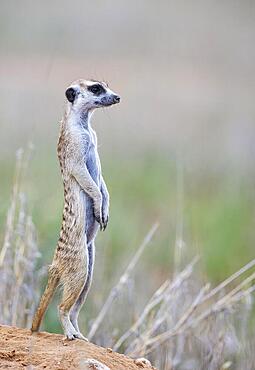 Suricate (Suricata suricatta) . Also called Meerkat. Female on the lookout. Kalahari Desert, Kgalagadi Transfrontier Park, South Africa, Africa