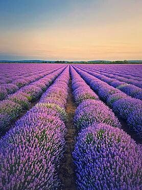 Picturesque scene of blooming lavender (lavandula) field. Beautiful purple pink flowers in warm summer light. Fragrant plants blossoms in the meadow, vertical background