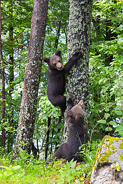 European brown bear (Ursus arctos arctos), young, young, Transylvania, Carpathians, Romania, Europe