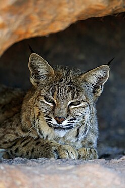 Bobcat, (Lynx rufus), adult, lying, at den, resting, alert, portrait, Sonoran Desert, Arizona, North America, USA, North America