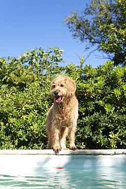 Mini Goldendoodle at the pool in summer heat, cross between Golden Retriever and Poodle, France, Europe