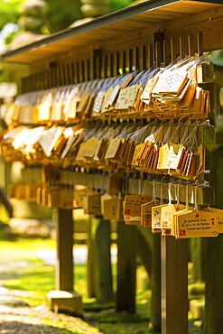 Many small signs or plaques called wooden ema tags carrying written visitor messages and wishes hanging in front of a shinto shrine at the Todai-ji temple complex in Nara, Japan. Vertical