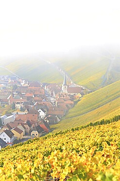 Nebel im Weinberg