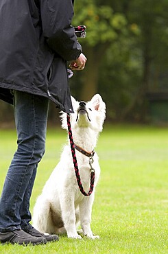 White German shepherd whelp in pet obedience school. White German shepherd puppy in pet obedience school