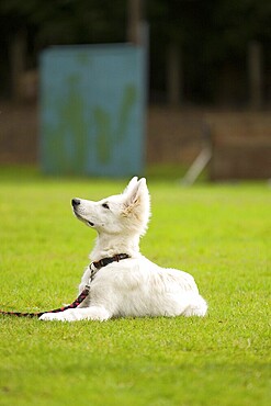 White German shepherd puppy in pet obedience school is watchful