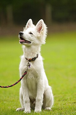 White shepherd puppy