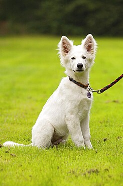 White shepherd puppy sits on a grassy area and observes its surroundings