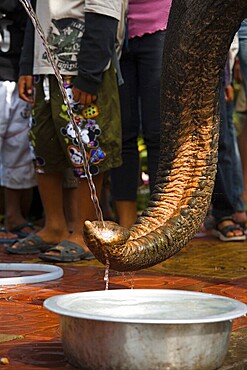 An elephant receives water directly into its trunk from a water hose