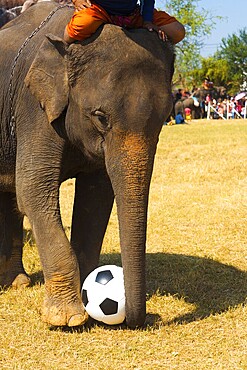 An elephant plays with a soccer ball, performing for the crowd at the annual Surin Elephant Round in Surin, Isan, Thailand, Asia