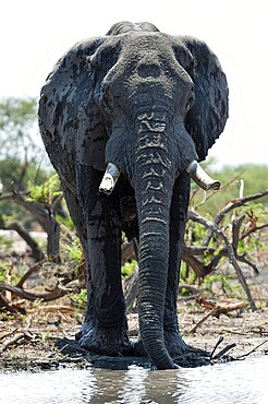 Elephant (Loxodonta africana), frontal, whole, waterhole, drinking, drinking, water, thirst, thirsty, safari, tourism, travel, Savuti region, Chobe National Park, Botswana, Africa