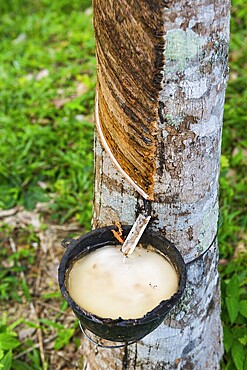 Rubber plantation, chewing gum, rubber tree, nature, plant, harvest, cultivation, extraction, useful plant, bark, tropics, tropical tree, economy, economic sector, industry, agriculture, raw material, raw material extraction, latex, tropical, Thailand, Asia