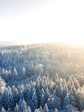 Aerial view of a frosty forest in winter, flooded with warm sunlight, Dobel, Black Forest, Germany, Europe