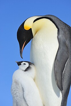 Emperor penguins, Aptenodytes forsteri, with a Chick, Snow Hill Island, Antartic Peninsula, Antarctica