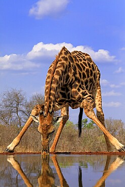 Southern giraffe (Giraffa camelopardalis giraffa), adult, drinking, at the water, Kruger National Park, Kruger National Park, Krugerpark, South Africa, Africa