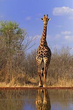 Southern giraffe (Giraffa camelopardalis giraffa), adult, at the water, Kruger National Park, Kruger National Park, Krugerpark, South Africa, Africa