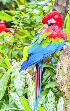 Brightly colored parrot in a zoo of Singapore