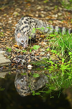 Common genet (Genetta genetta) at the shore of a lake, wildlife in a forest, Montseny National Park, Catalonia, Spain, Europe