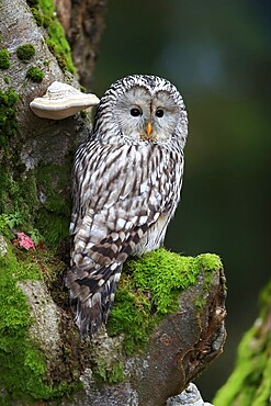 Ural owl (Strix uralensis), adult, on tree trunk, alert, in autumn, Bohemian Forest, Czech Republic, Europe