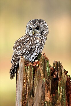 Tawny Owl (Strix aluco), adult, autumn, on tree, vigilant, Šumava, Czech Republic, Europe