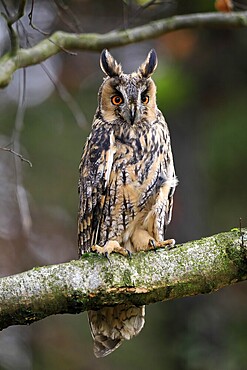 Long-eared owl (Asio otus), adult, on tree, on guard, in autumn, vigilant, Šumava, Czech Republic, Europe