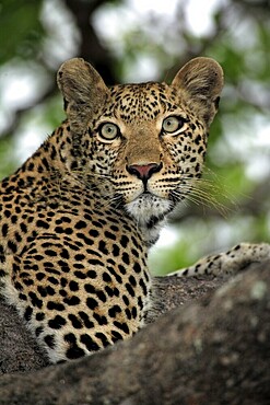 Leopard (Panthera pardus), adult, on tree, portrait, Sabisabi Private Game Reserve, National Park, Kruger National Park, South Africa, Africa