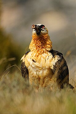 Old bearded vulture (Gypaetus barbatus), devouring sheep bones, Catalonia, Pyrenees, Spain, Europe