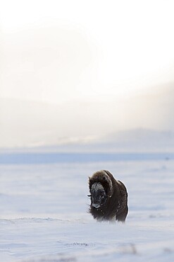 Muskox (Ovibos moschatus), Dovrefjell- Sunndalsfjella National Park, Norway, Europe