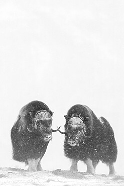 Muskoxen (Ovibos moschatus) in a snow storm, Dovrefjell-Sunndalsfjella National Park, Norway, Europe
