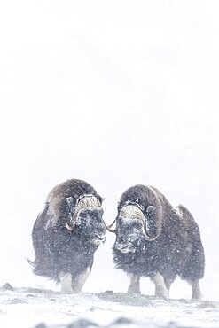 Muskox (Ovibos moschatus), Dovrefjell Sunndalsfjella National Park, Norway, Europe