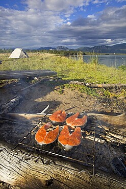 Salmon steak on a camp fire, grilling, grill, barbecue, BBQ, tent behind, camping, Yukon River, Yukon Territory, Canada, North America