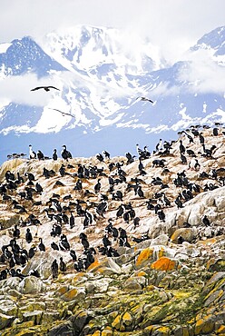 A rocky island full of cormorants in the Beagle Channel, Ushuaia, Argentina. Copy space
