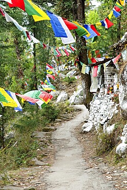 Colorful Tibetan Buddhist prayer flags hanging in rows, Dharamsala, India, Asia