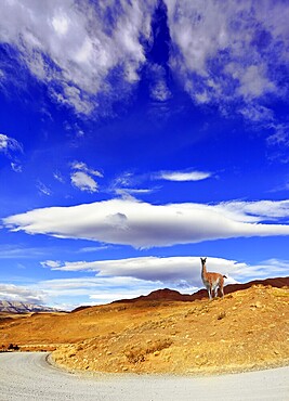 Journey to the End of the World. The incomparable National Park Torres del Paine in southern Chile. On the hill under the fabulous clouds poses guanaco